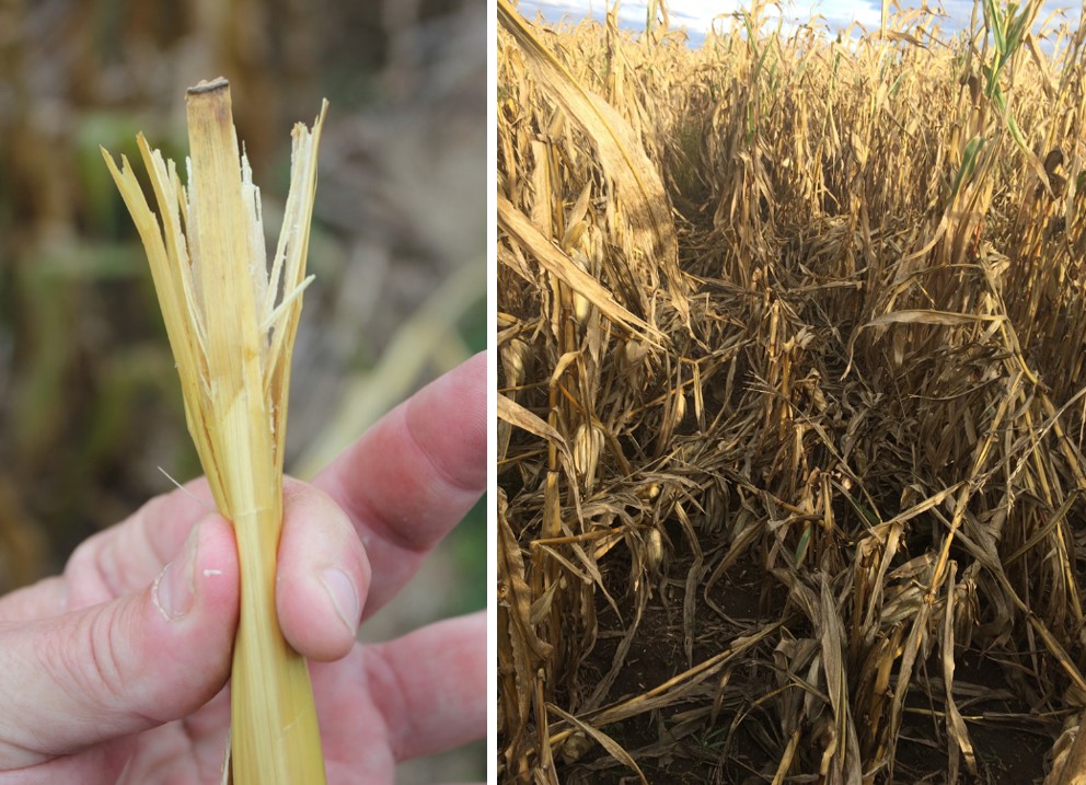 A hand pinching a corn stalk and corn stalk tipped over.